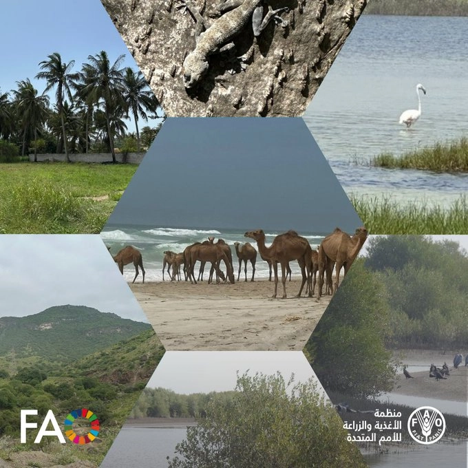 Food and Agriculture Organization of the United Nations in Oman